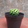 Miniatura do produto Cacto Pedra Lunar - Coryphantha 